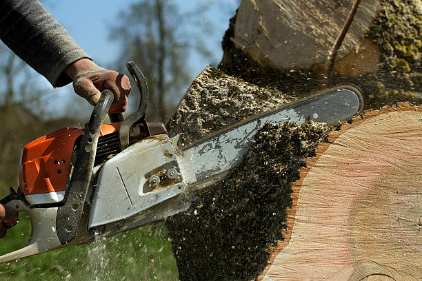 Tree Service Company in Pamplico, SC